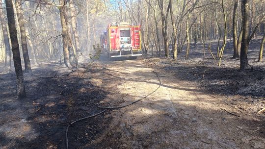 Duży pożar lasu na granicy województw. Wciąż pojawiają się nowe zarzewia