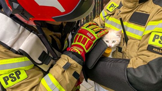 Strażacy nie tylko gaszą pożary. Ratują też ciekawskie koty
