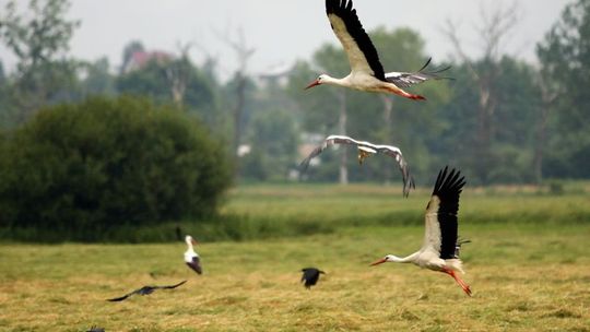 Strażacy ochotnicy dostali sprzęt do ratowania bocianów