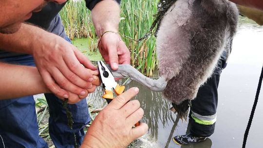 Strażacy ochotnicy z Radecznicy uratowali młodego łabędzia z opresji