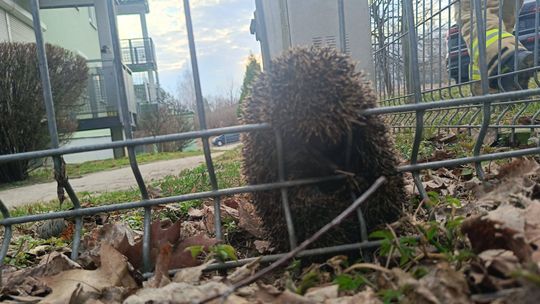 Strażacy pokazali ogromne serca i pomogli małemu jeżowi