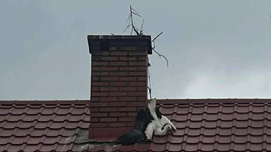 Strażacy uratowali boćka