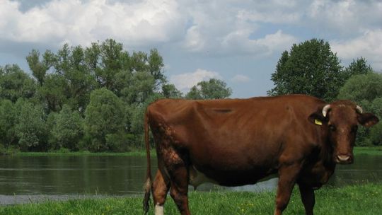 Strażacy uratowali krowę, która wpadła do Bugu