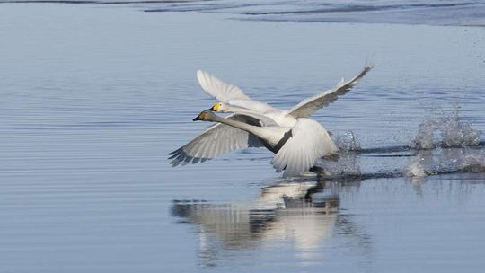Strażacy uratowali łabędzia