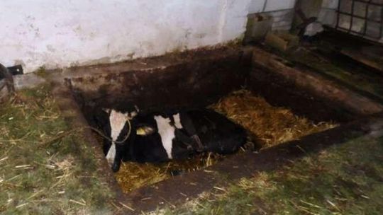 Strażacy wyciągnęli krowę, która wpadła do szamba