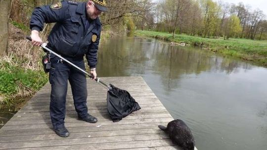 Strażnicy miejscy uratowali bobra. Zwierzę utknęło w zbiorniku (zdjęcia)