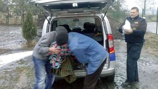 Strażnicy miejscy uratowali łabędzia