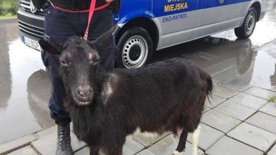 Strażnicy miejscy znaleźli bezdomną kozę. Zawieźli ją radiowozem do kliniki
