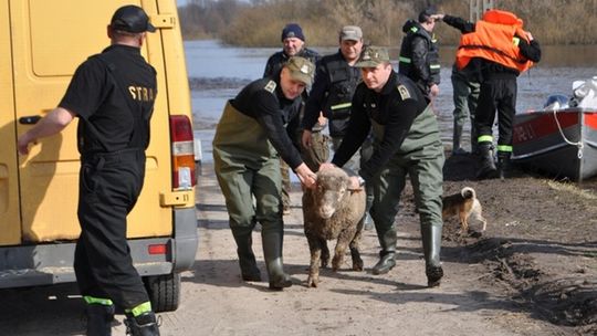 Strażnicy pomagają mieszkańcom zalanych miejscowości