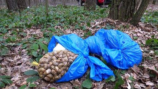Strażnicy znaleźli w workach 20 tysięcy martwych ślimaków