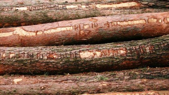 Strażnik Roztoczańskiego Parku miał ścigać złodziei, a sam kradł drewno z lasu