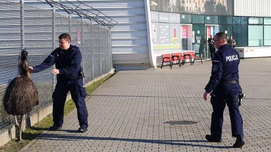 Struś biegł na lotnisko. Policjanci ruszyli w pościg