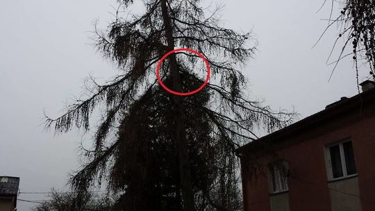 Strzeszkowice Duże: Strażacy ratowali kota [zdjęcia]