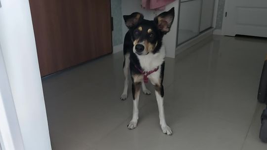 Suczka Dziama się nie pomyliła. Przewidziała przegraną Polski