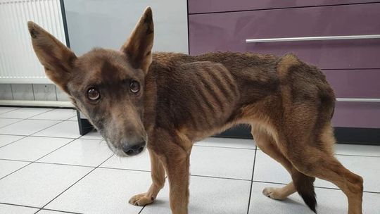 Suczka nie jadła od kilku tygodni. Jej właściciel czekał, aż zdechnie