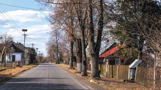 Sukces ekologów, nie będzie Lex Szyszko 2. Chodziło o wycinkę drzew przy drogach