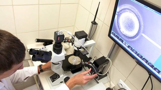 Sukces programu in vitro. 8 tys. par z Polski, kilkadziesiąt z Lublina