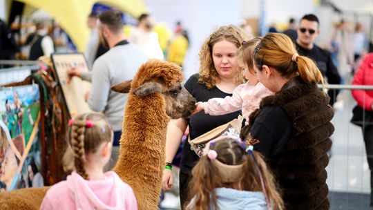 Surykatki, lemury i... spacer z Tyranozaurem - w Lublinie trwa zoopark!