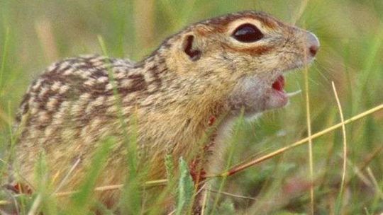 Susły mieszkające koło lotniska mają się dobrze. Jest ich coraz więcej