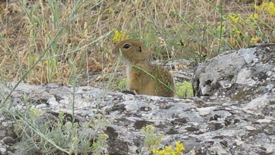 Susły pakują walizki. Będzie wielka przeprowadzka