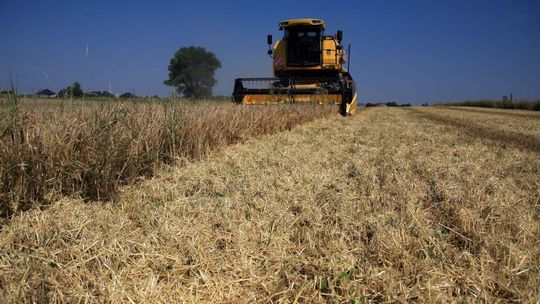 Susza dała się we znaki rolnikom. Duże straty w Lubelskiem