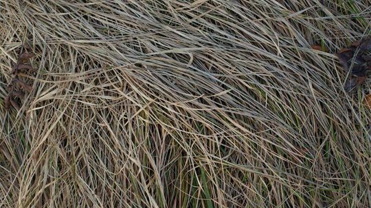 Susza przyniesie straty? Instytut w Puławach monitoruje sytuację