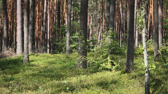 Susza w lasach woj. lubelskiego