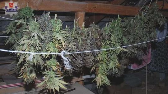 Suszarnia konopi indyjskich na strychu