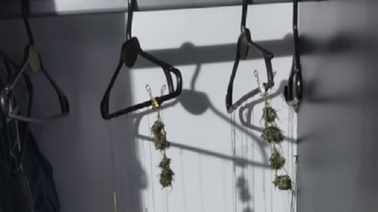 Suszarnia w pokoju 25-latka. Marihuana zamiast ubrań na wieszakach