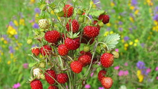 Świat sadzonek poziomek i truskawek