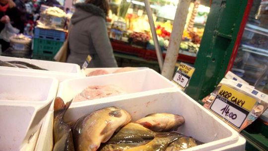 Świąteczne zakupy: Ile zapłacimy za karpie od producenta, na targu lub w markecie