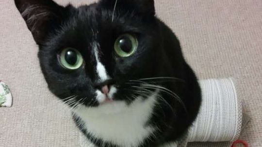 Światowy Dzień Kota 2017. Wyślij zdjęcie, wygraj voucher