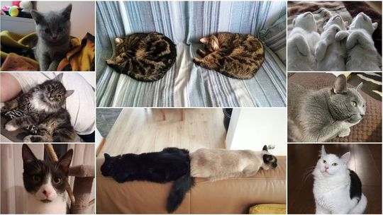 Światowy Dzień Kota. Mruczący pupile na zdjęciach naszych Czytelników