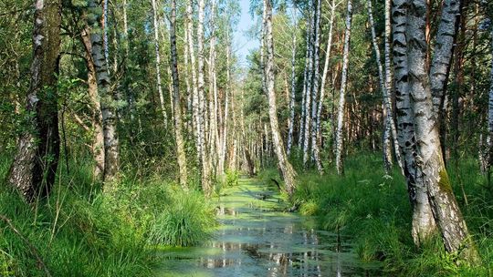 Światowy Dzień Mokradeł na UMCS