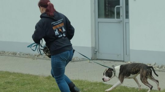 Światowy Dzień Zwierząt w Lublinie. Adopcja, koncerty i atrakcje dla wszystkich