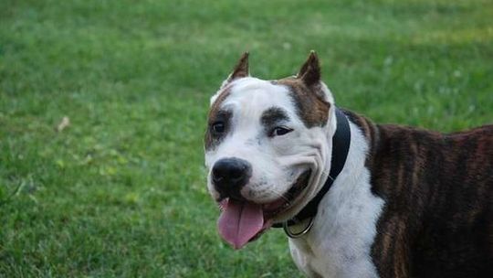 Świdnik: Amstaff uciekł z posesji i pogryzł kobietę