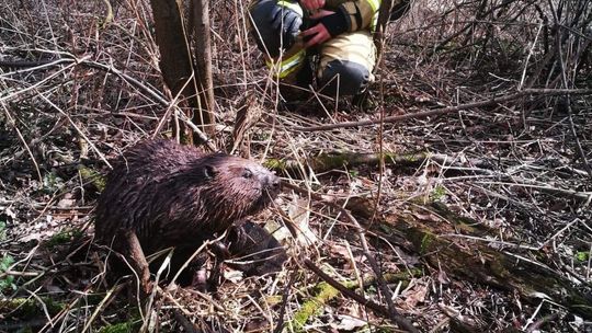 Świdnik. Bobry uwięzione w studzience