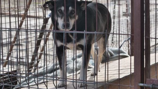 Świdnik: Impreza na rzecz likwidowanego Schroniska dla Bezdomnych Zwierząt w Krzesimowie