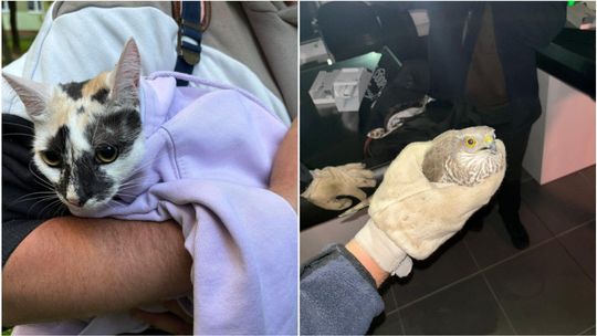 Świdnik. Jak trzeba to i życie uratują