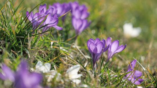 Świdnik: Łąk w mieście może być więcej