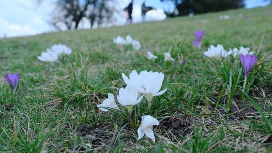 Świdnik: Łąka kwietna ma wyrosnąć na terenie po nieczynnym składowisku odpadów