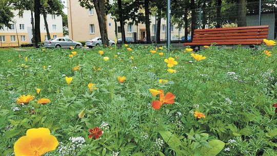 Świdnik: Łąki na trawnikach w rozkwicie