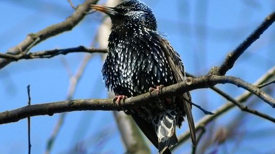 Świdnik ma problem z ptasimi odchodami