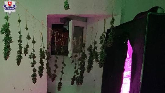 Świdnik. Urządził sobie suszarnie marihuany. Rozwiesił krzaki jak pranie