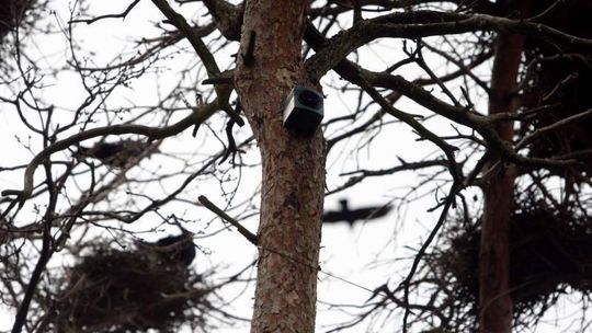 Świdnik znalazł sposób na gawrony. Inny niż Lublin (wideo)