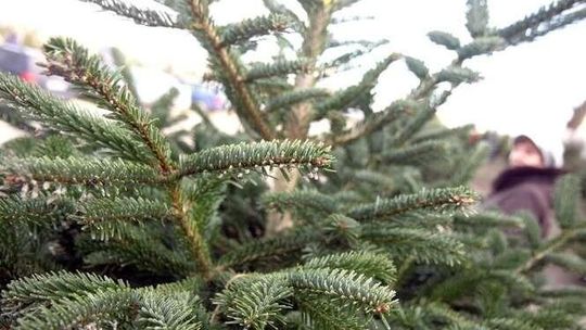 Święta, święta i do sklepu. Ile wydamy na świąteczne zakupy?