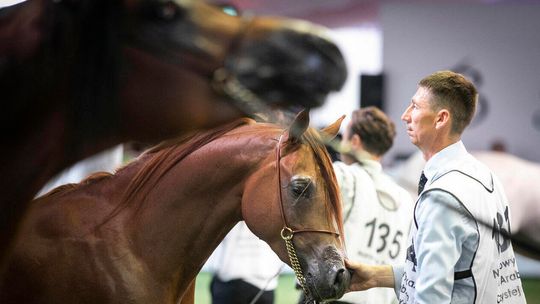 Święto konia arabskiego w Janowie Podlaskim. Czy stadnina się odkuje?