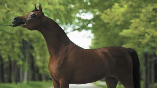 Święto konia arabskiego w Janowie Podlaskim. Czy stadnina się odkuje?