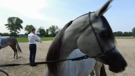 Święto konia arabskiego w Janowie Podlaskim. Niedziela dniem aukcji arabów