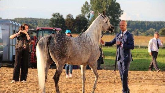 Święto Konia Arabskiego w Janowie pomogą zorganizować Targi Poznańskie